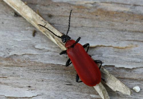 Réf. 203 062 : Pyrochroa coccinea